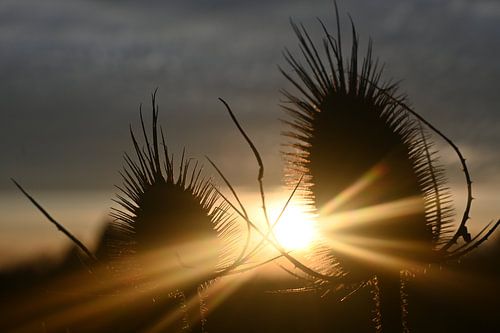 Sun, thistles