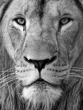 Zwart wit portrait foto van een Leeuw van Patrick van Bakkum