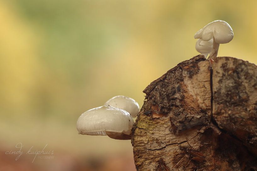 porcelain mushrooms by cindy kuiphuis
