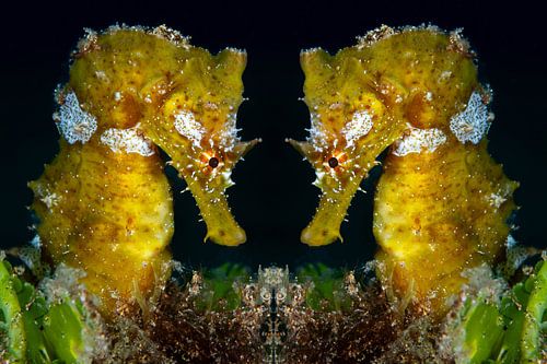 Seahorse duo on Lanzarote