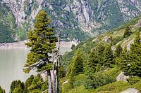 Swiss stone pine