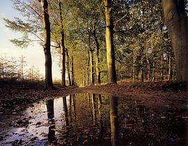 Überschwemmter Waldweg von Rene van der Meer