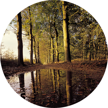 Ondergelopen bospad van Rene van der Meer