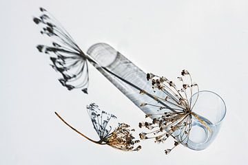 Des ombelles d'aneth avec des graines dans un vase en verre projettent des ombres sur un blanc gris.
