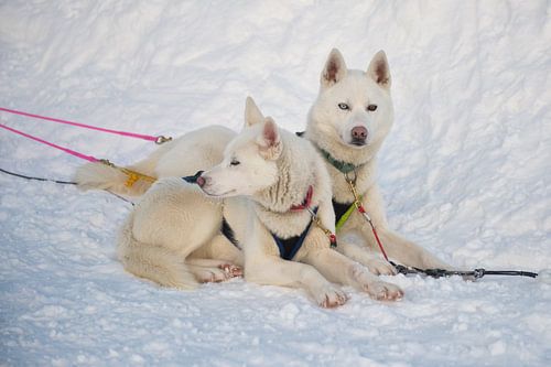 Sledehonden rusten sneeuw Lapland