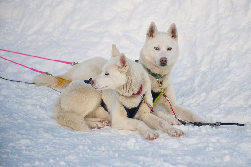 Sledehonden rusten sneeuw Lapland van Rene du Chatenier