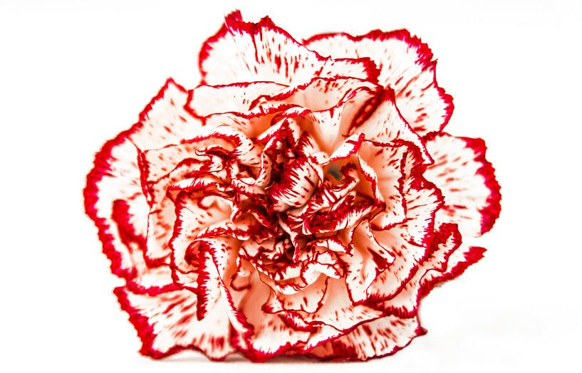 anjer by Marian van den Boogaard