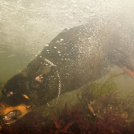Rottweiler onderwater van Annelies Cranendonk