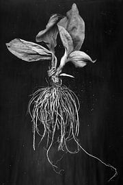 Weegbree van Brig Barkow