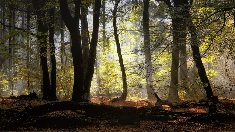 Wald der tanzenden Bäume.Urwald. von Saskia Dingemans Awarded Photographer