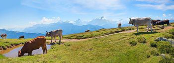 groep kattels op de berg Niederhorn, Berner Oberland