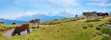 groep kattels op de berg Niederhorn, Berner Oberland van SusaZoom