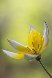 Yellow white tulip with soft bokeh