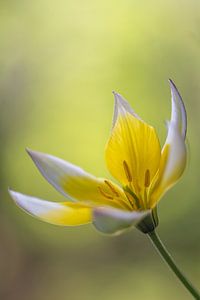 Tulipe blanche jaune avec bokeh doux