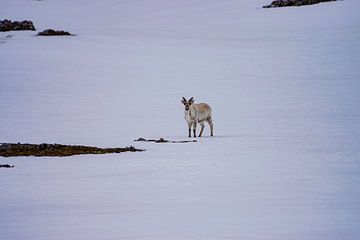 Eenzaam rendier op Spitsbergen van Merijn Loch
