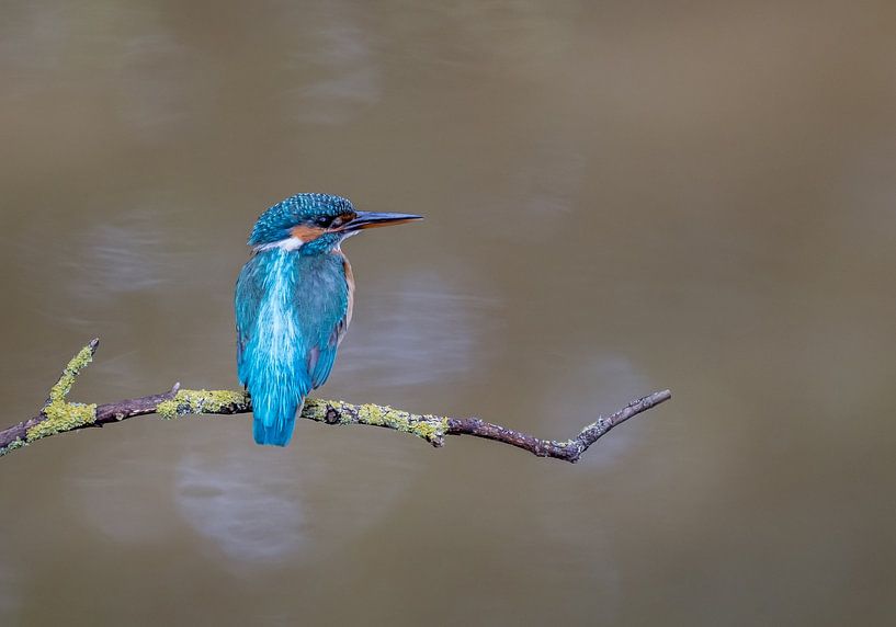 Juvenile Common Kingfisher! van Robert Kok