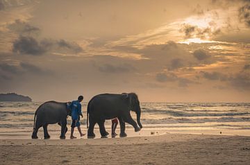 Olifanten op het strand van Sven Wildschut