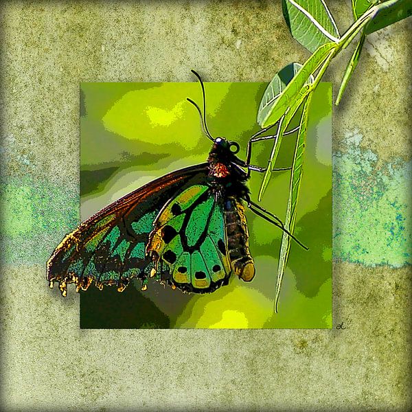 Schmetterling   |   Richmond Birdwing von Dirk H. Wendt