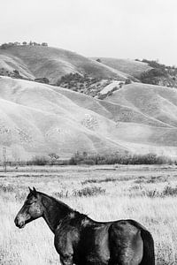 Pferd