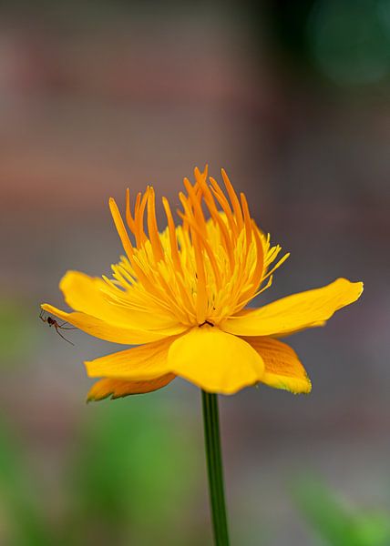 Trollius Goldene Königin von Fotos by Angelique