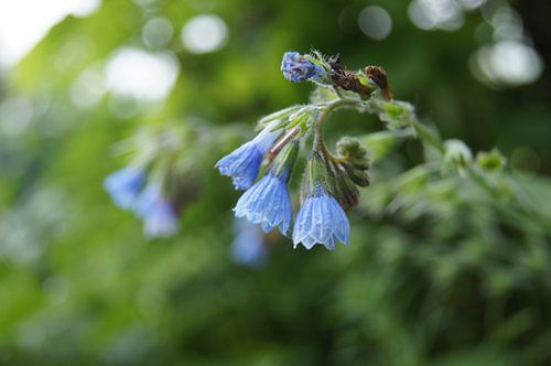 Blue flower