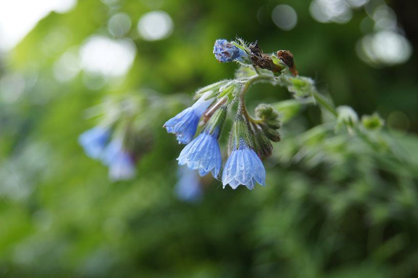 Blue flower par Ronald en Bart van Berkel