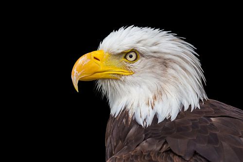 Close up of bald eagle isolated on black background