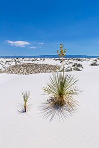 White Sands Impression