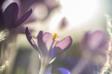 Paarse krokus in het avondlicht