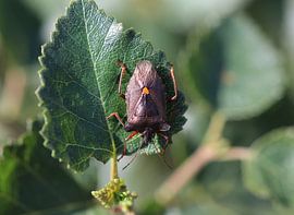 Red-legged tree bug