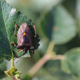 Punaise des arbres à pattes rouges sur Matthias Brix