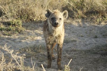 hyena by Laurence Van Hoeck