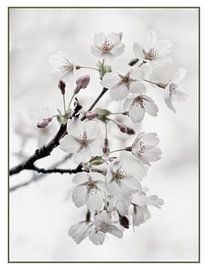 japanse bloesem van Nanda Nieuwhoff-de Groot