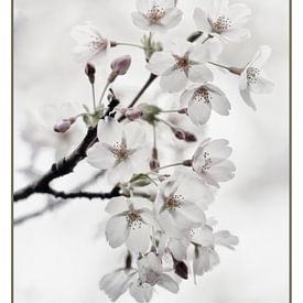 Japanische Blüte von Nanda Nieuwhoff-de Groot