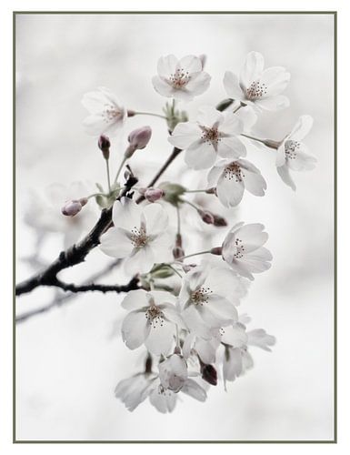 japanse bloesem