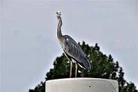 Heron