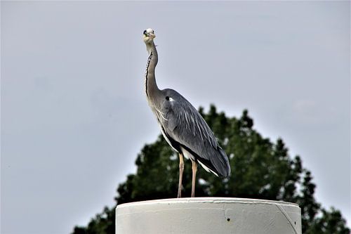 Heron