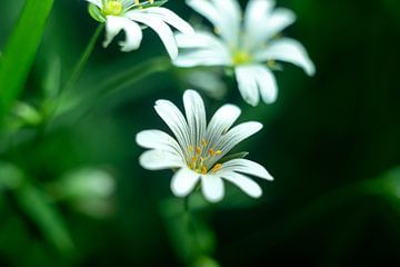 Weiße Wildblumen im Wald von Karijn | Fine art Natuur en Reis Fotografie