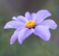 purple lilac Cosmos flower with yellow heart