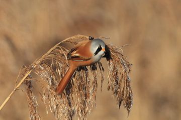 Bearded Tit (Panurus biarmicus) Baden-Württemberg by Frank Fichtmüller