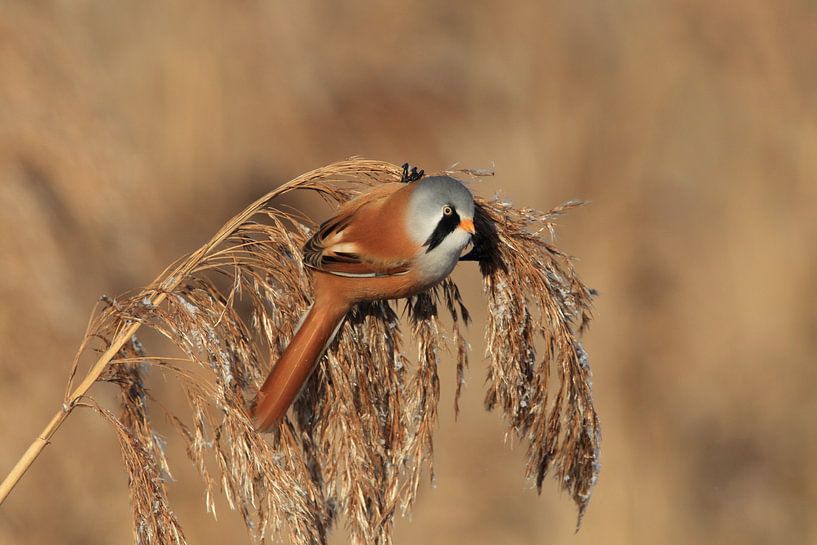 Baardman (Panurus biarmicus) Baden-Württemberg van Frank Fichtmüller
