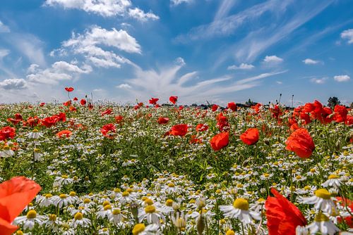 Klaprozen en kamille veld in Nederland