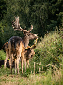 König des Waldes von Willemijn Wolthaus