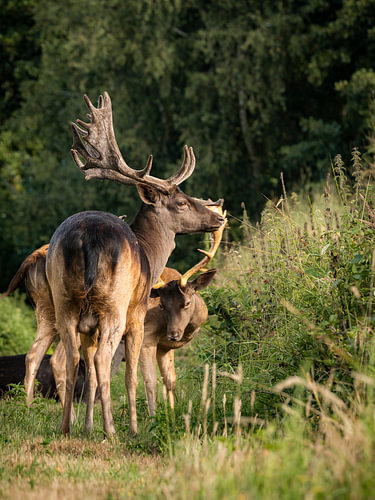 King of the Forest