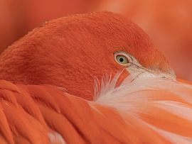 Flamingo - Cologne Zoo by Jerry Bouwmeester