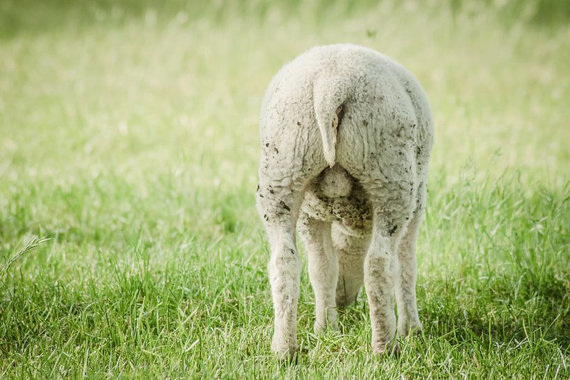 Lammetje by Kim van Dijk