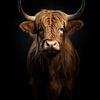 Highlander écossais sur Digitale Schilderijen
