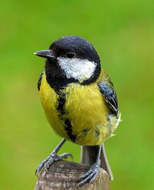 Gros plan sur les seins sur Edwin Alexander