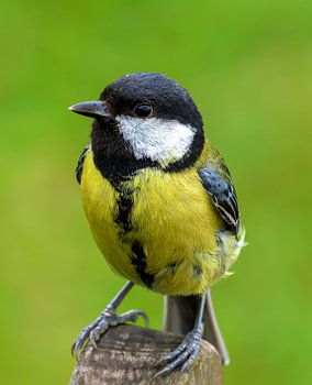 Große Titten-Nahaufnahme