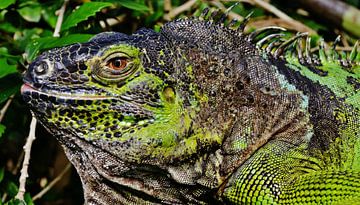 green iguana lizard by Werner Lehmann